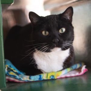 Susan, Adult Female Domestic Short Hair