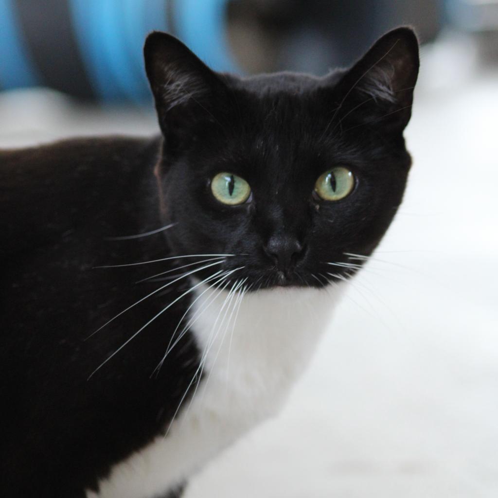 Susan, an adoptable Domestic Short Hair in Kanab, UT, 84741 | Photo Image 2
