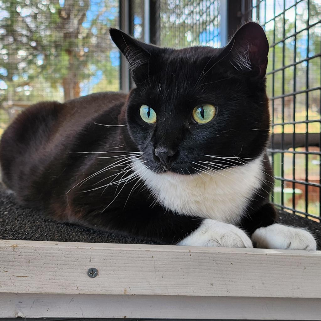 Susan, an adoptable Domestic Short Hair in Kanab, UT, 84741 | Photo Image 3