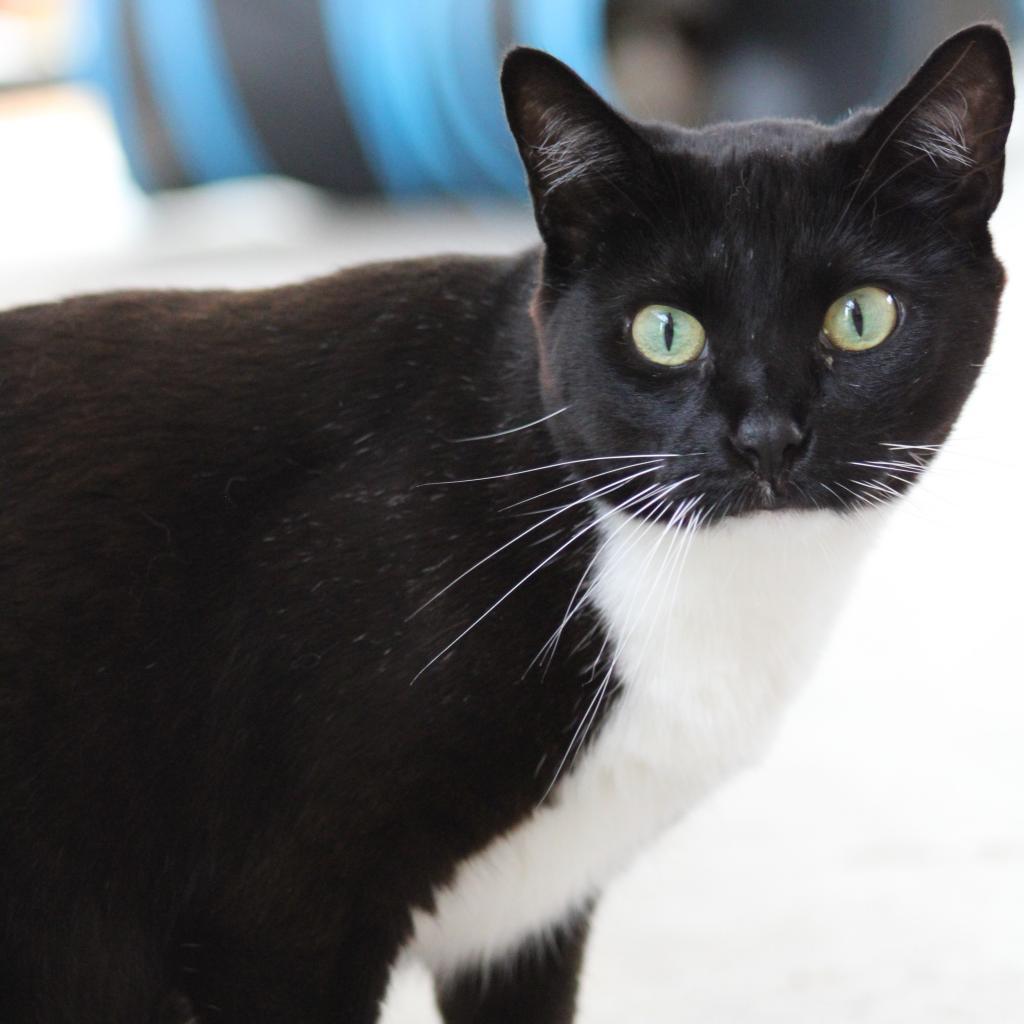 Susan, an adoptable Domestic Short Hair in Kanab, UT, 84741 | Photo Image 4