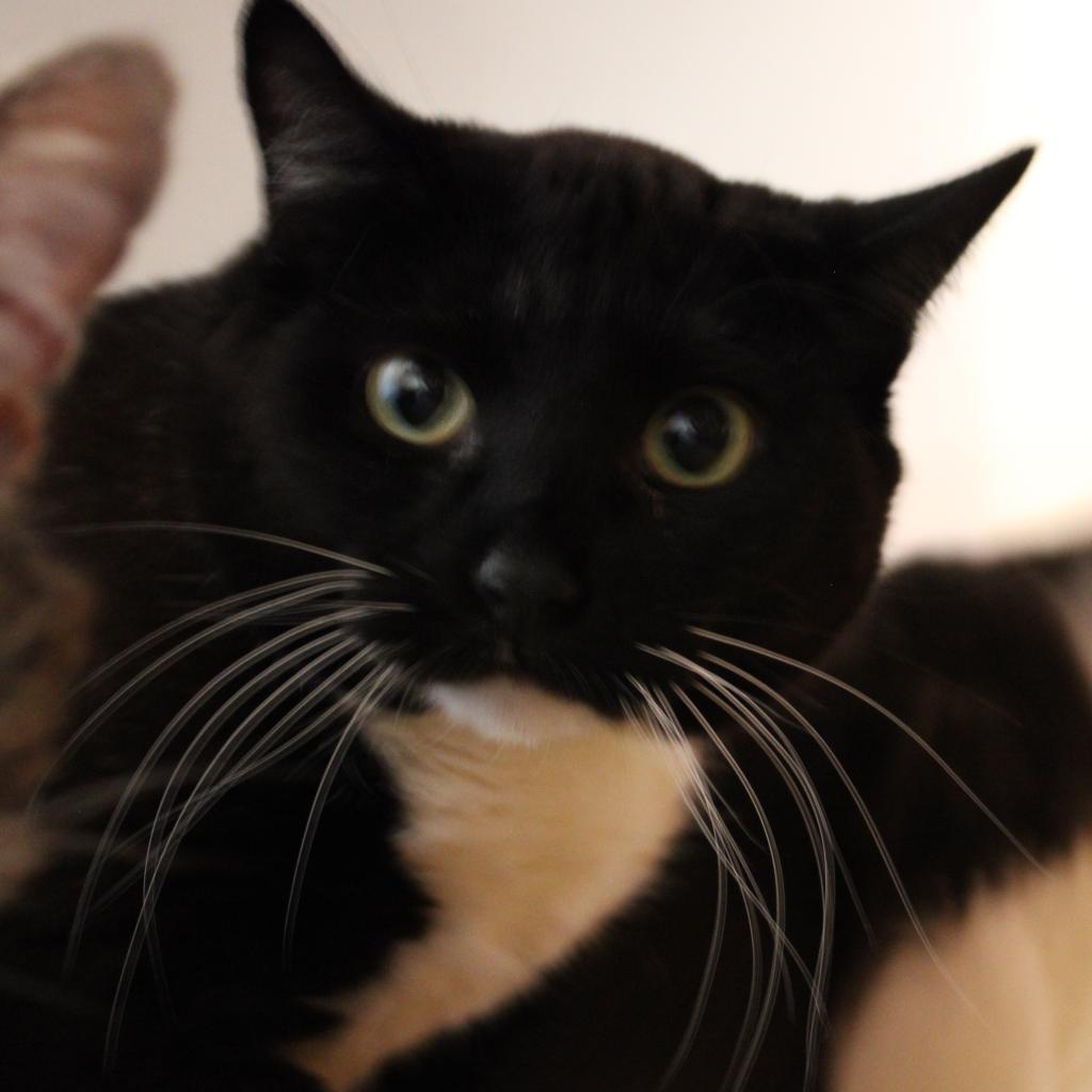 Susan, an adoptable Domestic Short Hair in Kanab, UT, 84741 | Photo Image 5