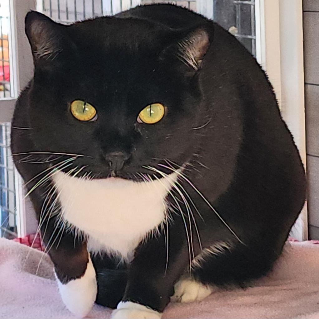 Susan, an adoptable Domestic Short Hair in Kanab, UT, 84741 | Photo Image 6