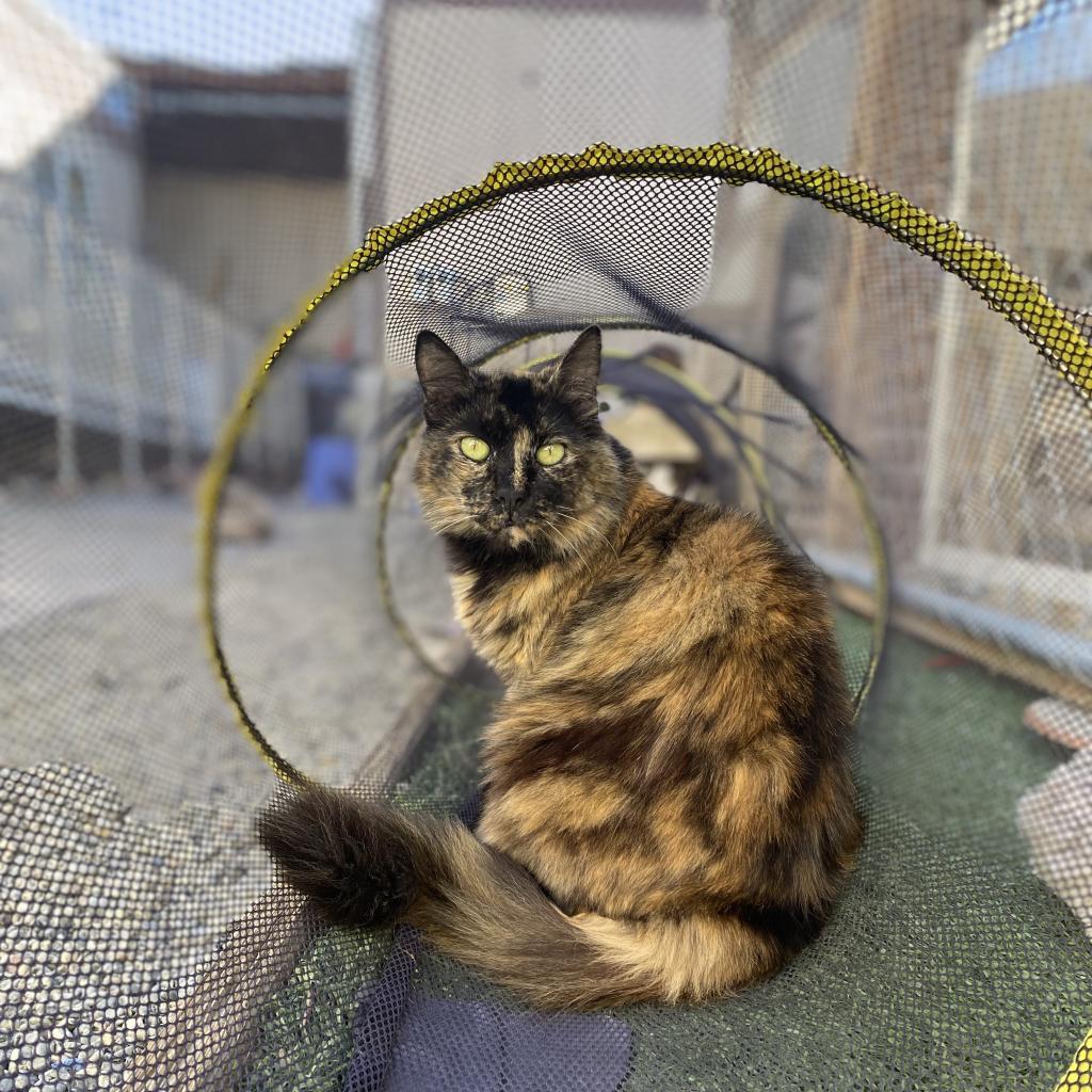 Isis aka Fluffy, an adoptable Domestic Long Hair in San Pablo, CA, 94803 | Photo Image 1