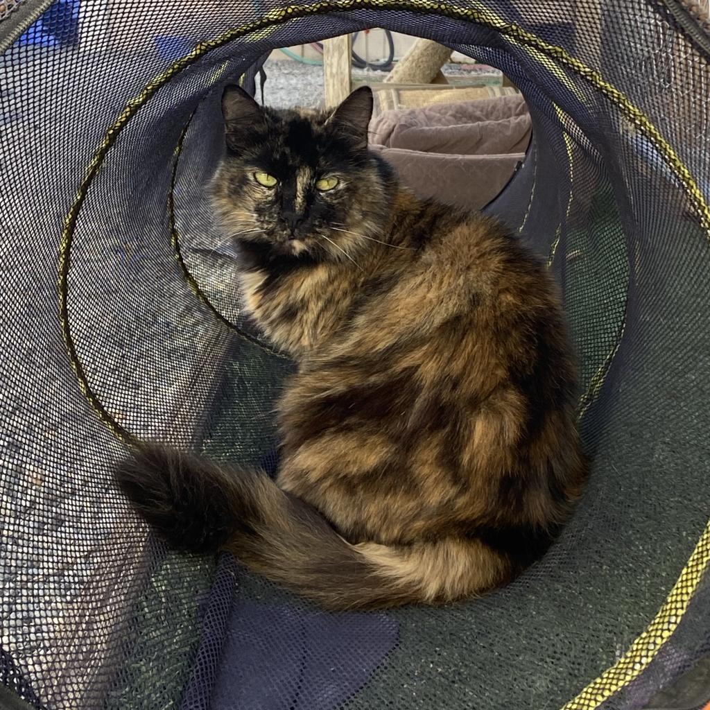 Isis aka Fluffy, an adoptable Domestic Long Hair in San Pablo, CA, 94803 | Photo Image 2