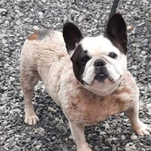 Bailey, Senior Female French Bulldog