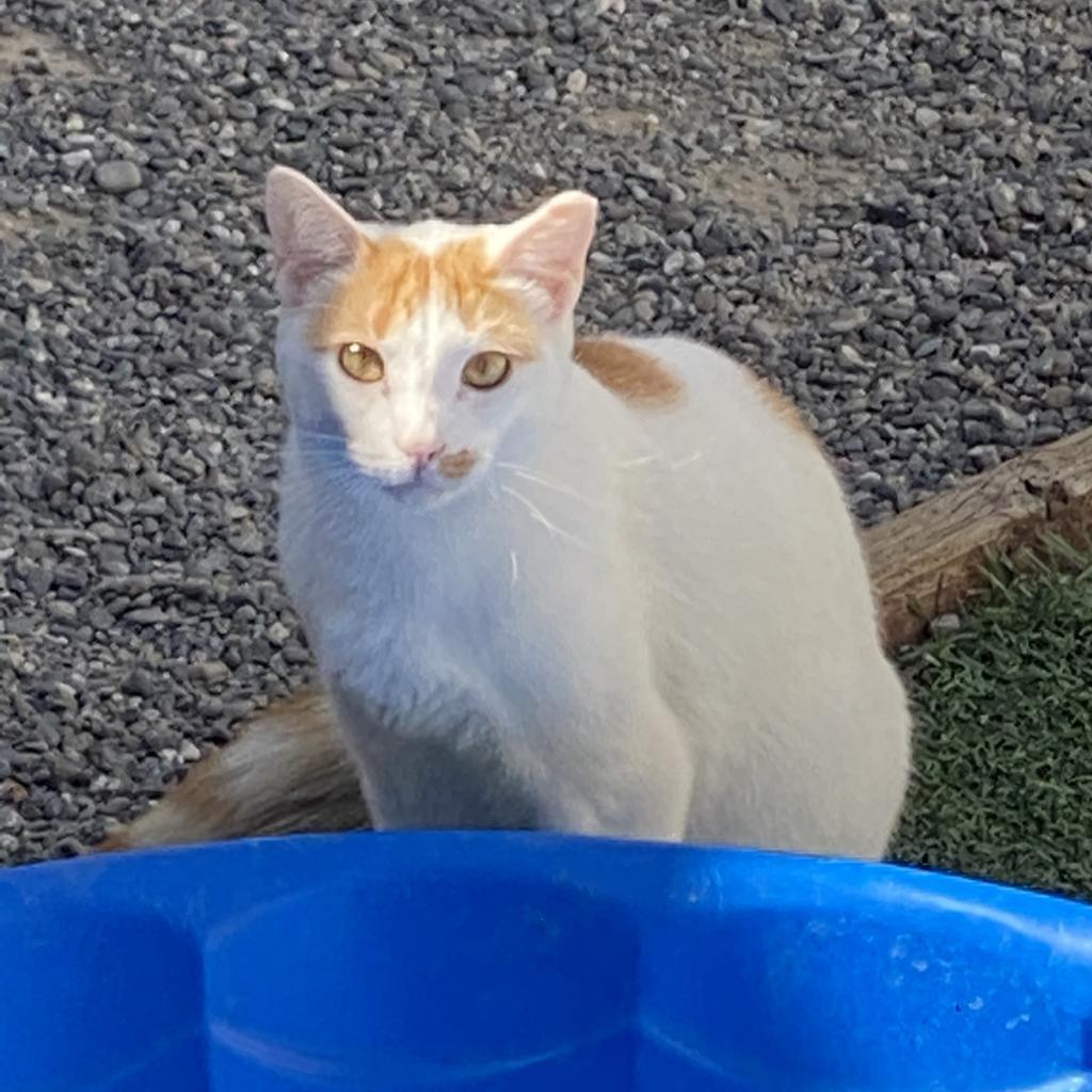 Ares, an adoptable Domestic Short Hair in San Pablo, CA, 94803 | Photo Image 1