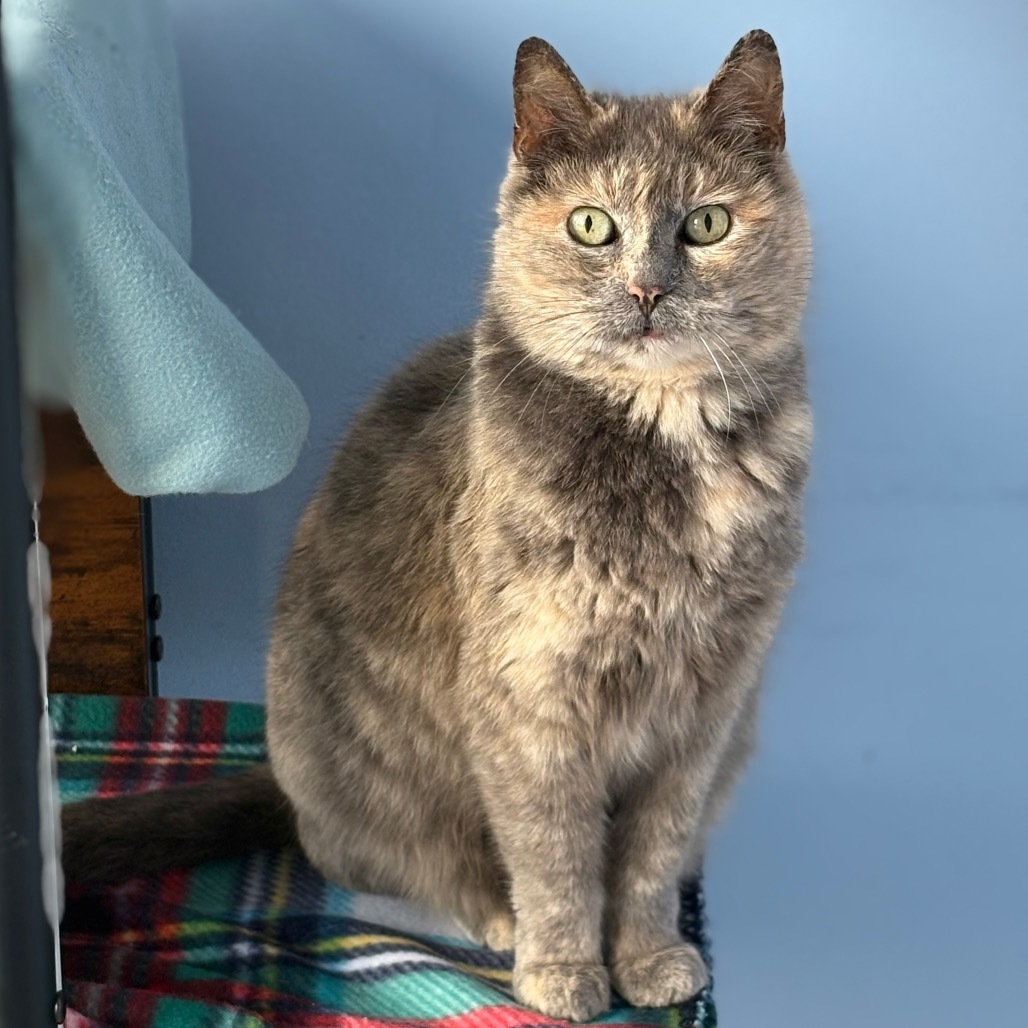 Allyson, an adoptable Domestic Short Hair in San Pablo, CA, 94803 | Photo Image 1