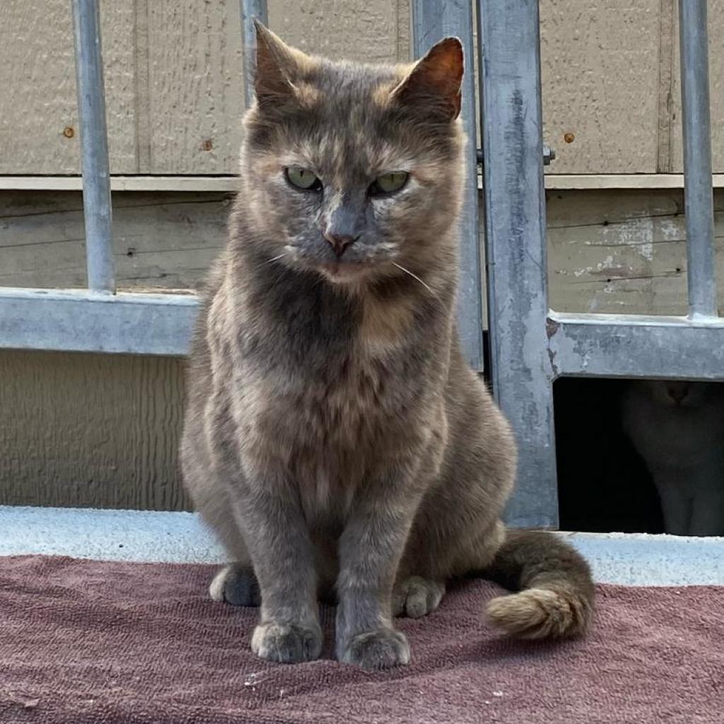 Allyson, an adoptable Domestic Short Hair in San Pablo, CA, 94803 | Photo Image 2