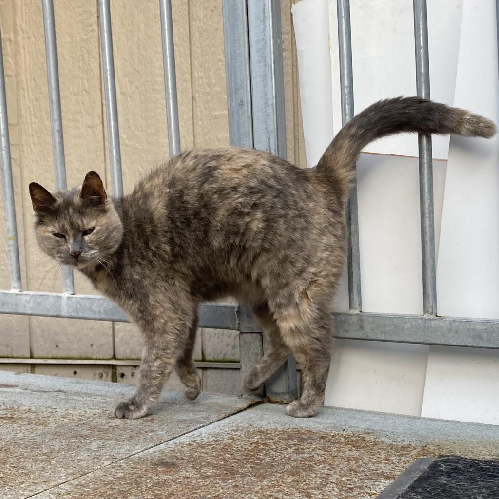 Allyson, an adoptable Domestic Short Hair in San Pablo, CA, 94803 | Photo Image 3