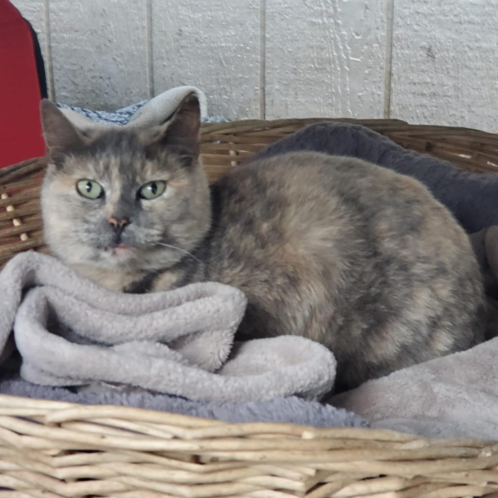 Allyson, an adoptable Domestic Short Hair in San Pablo, CA, 94803 | Photo Image 4