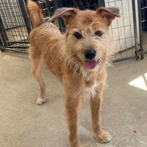 Pepe, an adoptable Jindo in San Pablo, CA, 94803 | Photo Image 1