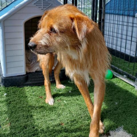 Pepe, an adoptable Jindo in San Pablo, CA, 94803 | Photo Image 2