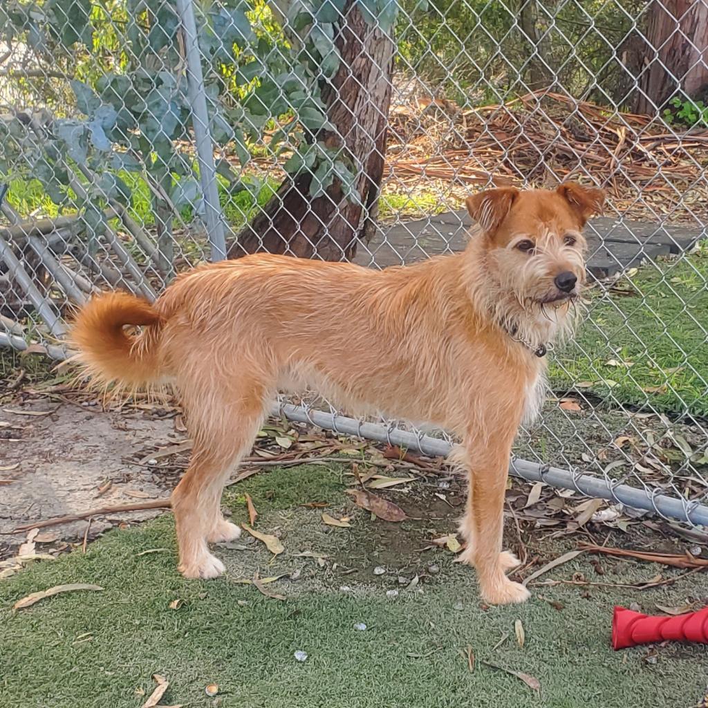 Pepe, an adoptable Jindo in San Pablo, CA, 94803 | Photo Image 2