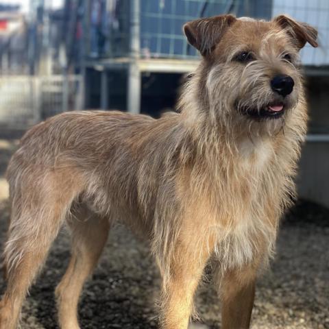 Pepe, an adoptable Jindo in San Pablo, CA, 94803 | Photo Image 3