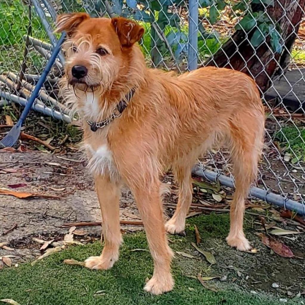 Pepe, an adoptable Jindo in San Pablo, CA, 94803 | Photo Image 3