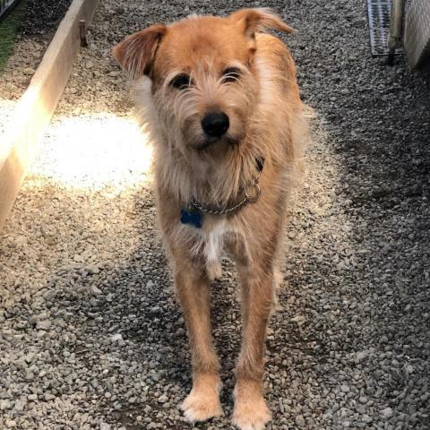 Pepe, an adoptable Jindo in San Pablo, CA, 94803 | Photo Image 4