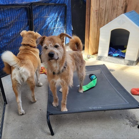 Pepe, an adoptable Jindo in San Pablo, CA, 94803 | Photo Image 5