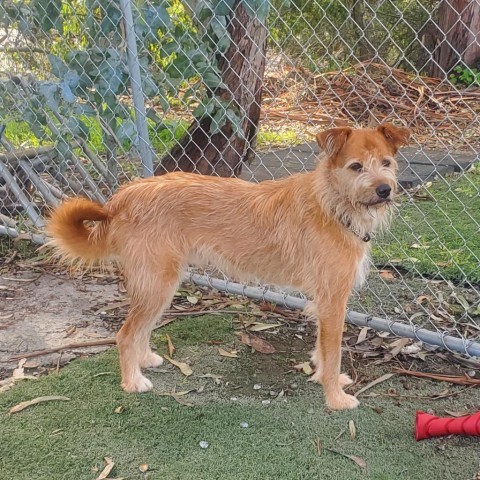 Pepe, an adoptable Jindo in San Pablo, CA, 94803 | Photo Image 6