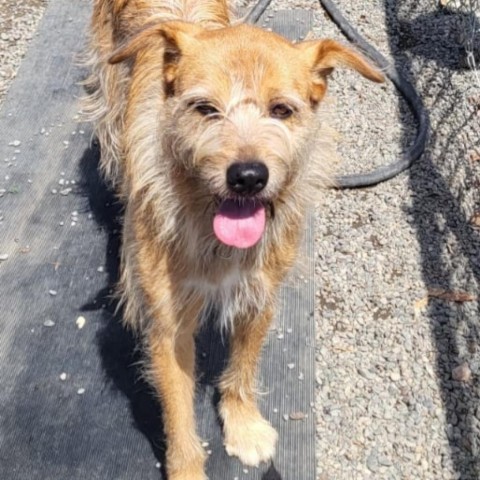 Pepe, an adoptable Jindo in San Pablo, CA, 94803 | Photo Image 6