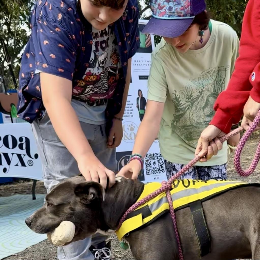 Fozzie Bear, an adoptable Pit Bull Terrier in San Pablo, CA, 94803 | Photo Image 3