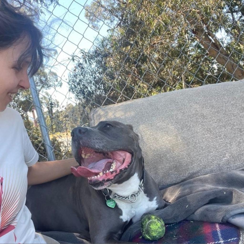 Fozzie Bear, an adoptable Pit Bull Terrier in San Pablo, CA, 94803 | Photo Image 5