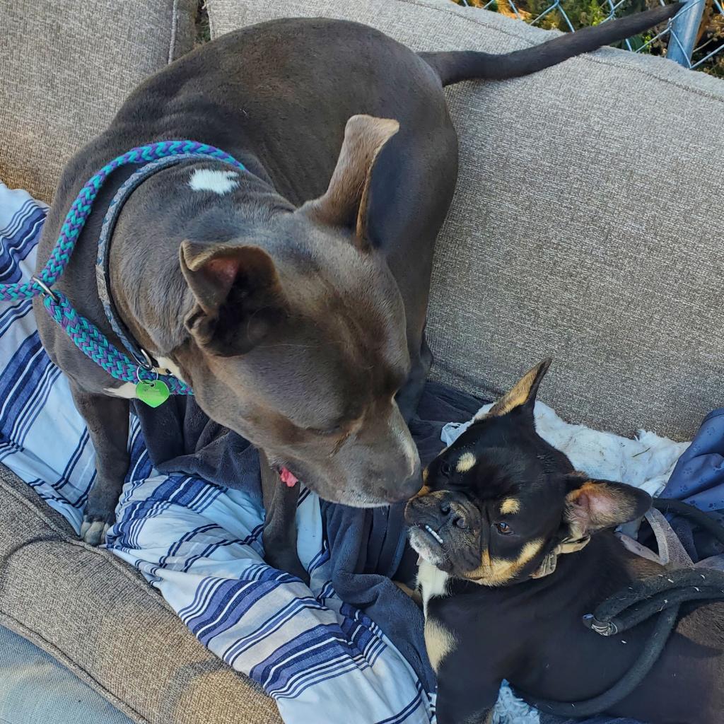 Fozzie Bear, an adoptable Pit Bull Terrier in San Pablo, CA, 94803 | Photo Image 6