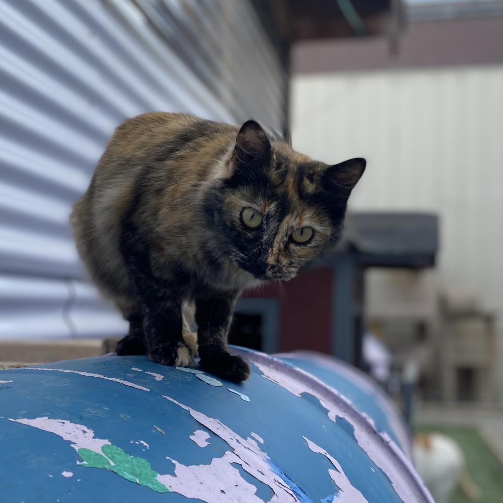 Half Pint, an adoptable Domestic Medium Hair in San Pablo, CA, 94803 | Photo Image 1