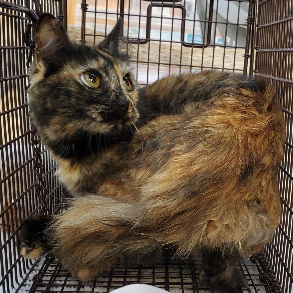 Half Pint, an adoptable Domestic Medium Hair in San Pablo, CA, 94803 | Photo Image 2