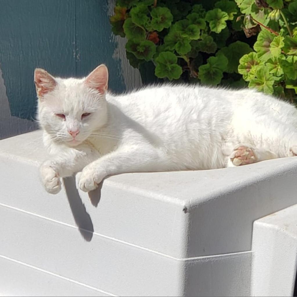 Atticus, an adoptable Domestic Short Hair in San Pablo, CA, 94803 | Photo Image 1