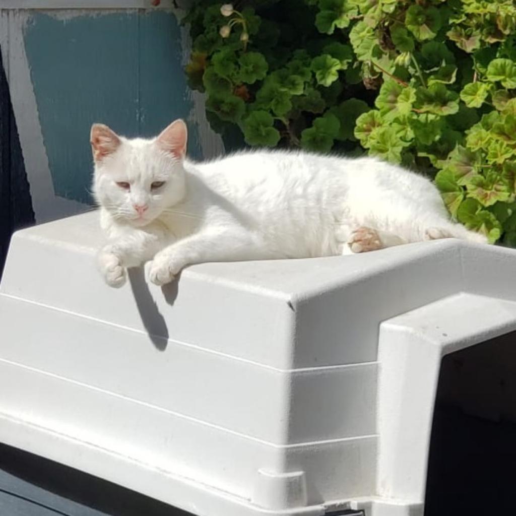 Atticus, an adoptable Domestic Short Hair in San Pablo, CA, 94803 | Photo Image 2