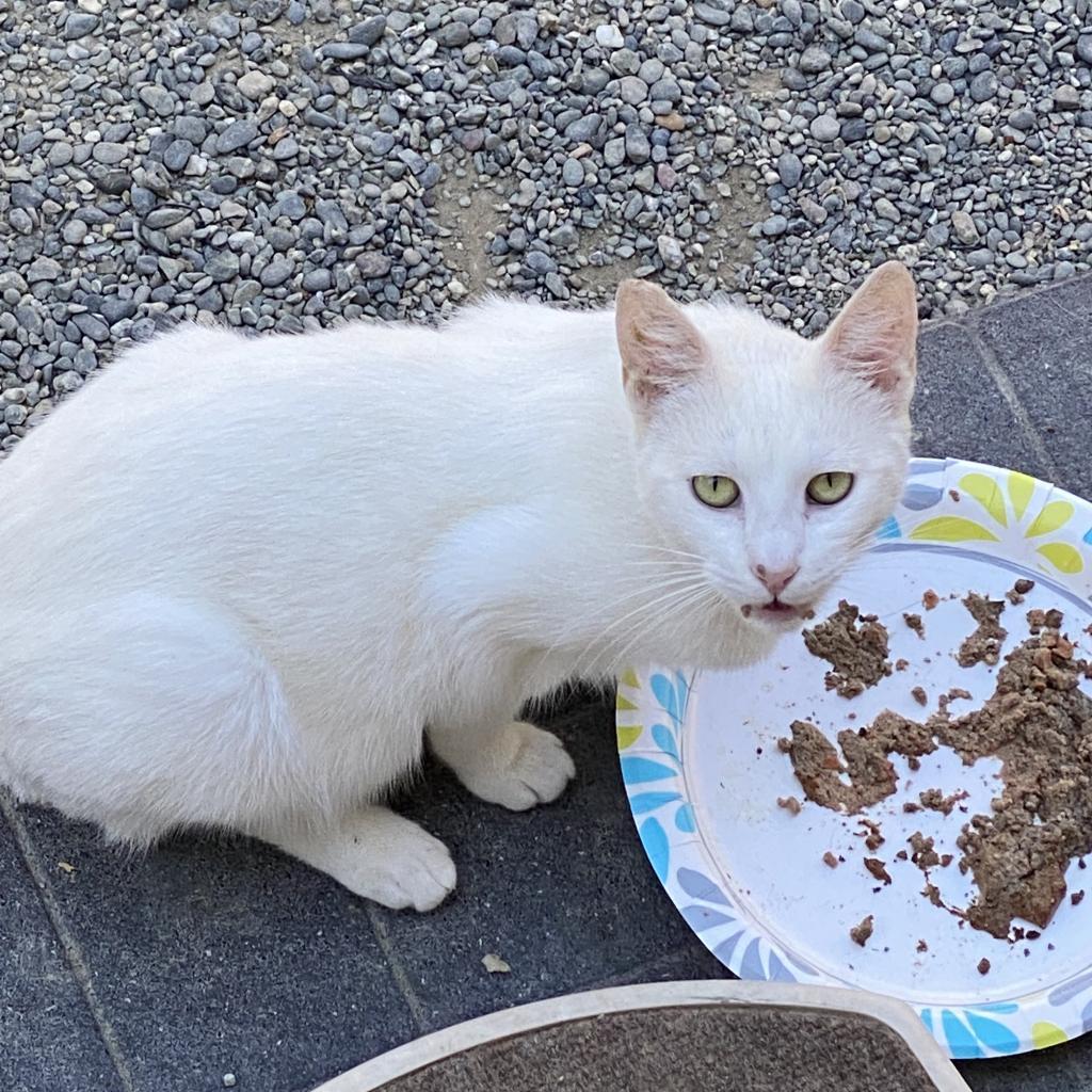 Atticus, an adoptable Domestic Short Hair in San Pablo, CA, 94803 | Photo Image 3