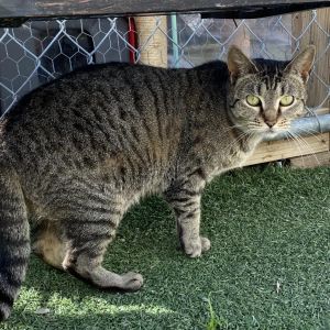Mystery, Adult Female Domestic Short Hair