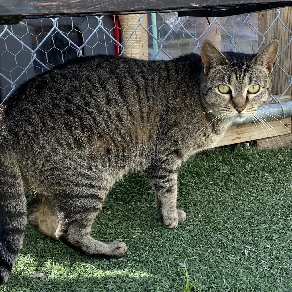 Mystery, an adoptable Domestic Short Hair in San Pablo, CA, 94803 | Photo Image 1