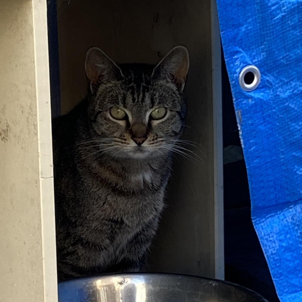 Mystery, an adoptable Domestic Short Hair in San Pablo, CA, 94803 | Photo Image 2