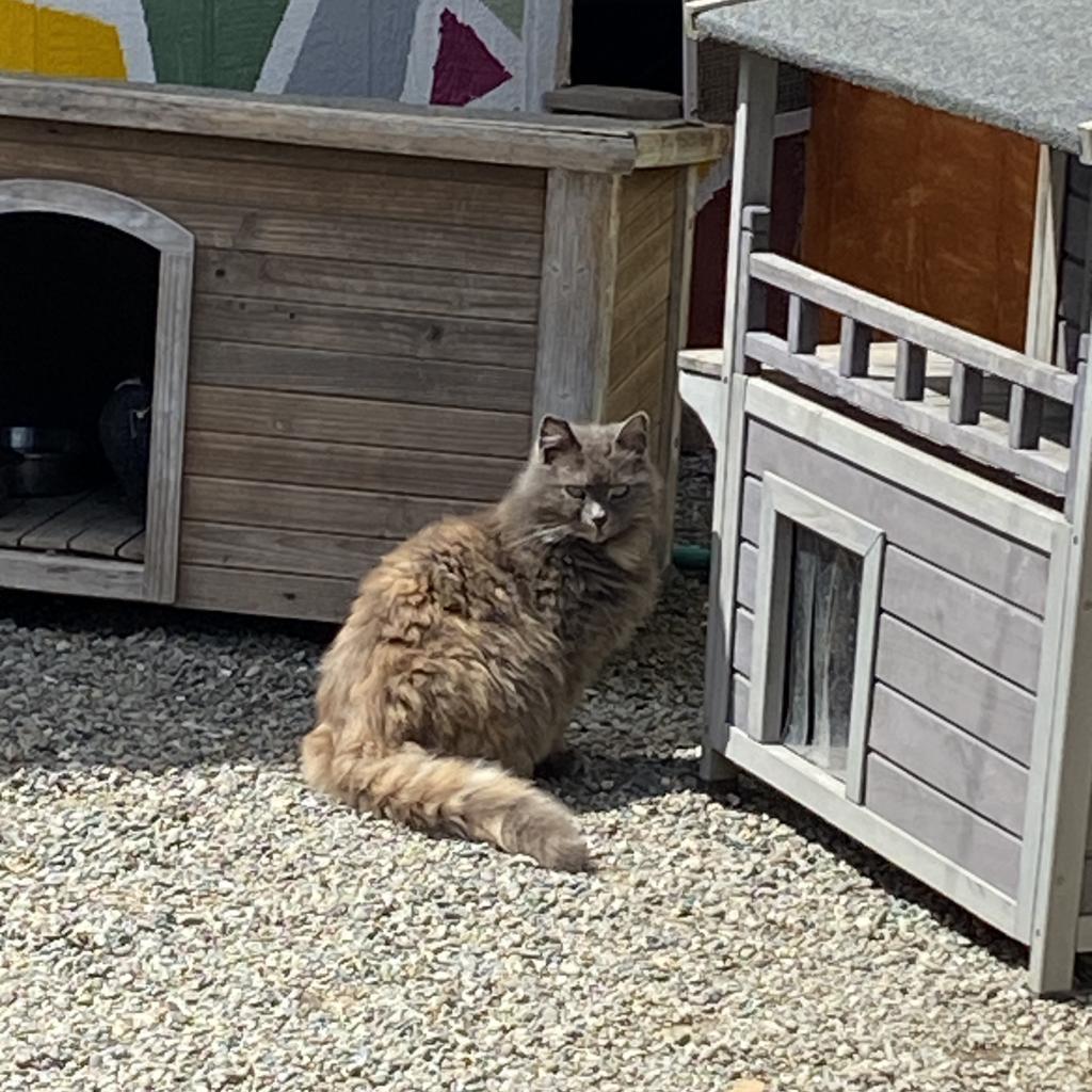 Emma aka Mama, an adoptable Domestic Long Hair in San Pablo, CA, 94803 | Photo Image 1