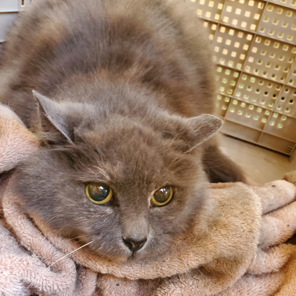 Emma aka Mama, an adoptable Domestic Long Hair in San Pablo, CA, 94803 | Photo Image 2