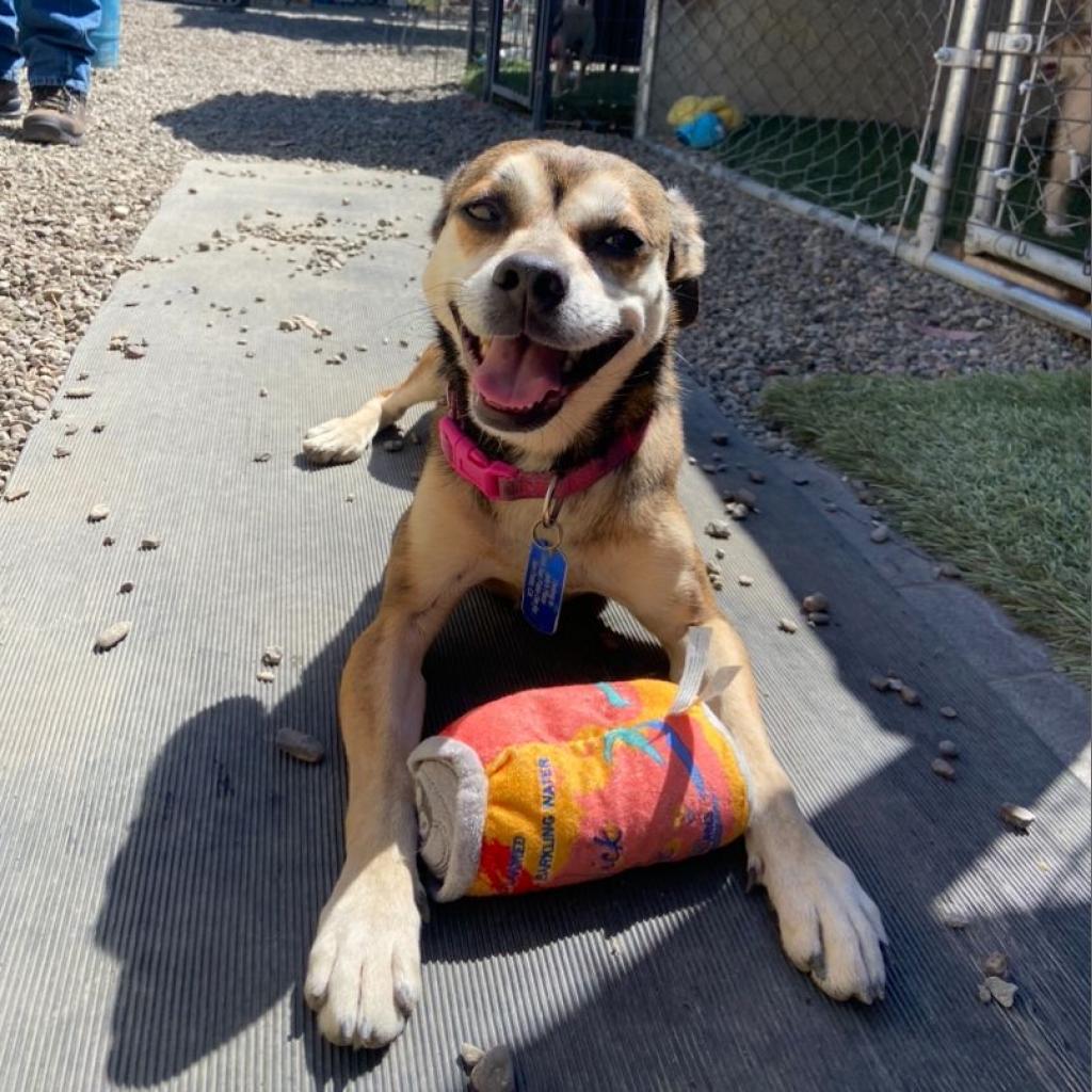 Sally May, an adoptable Chihuahua in San Pablo, CA, 94803 | Photo Image 1