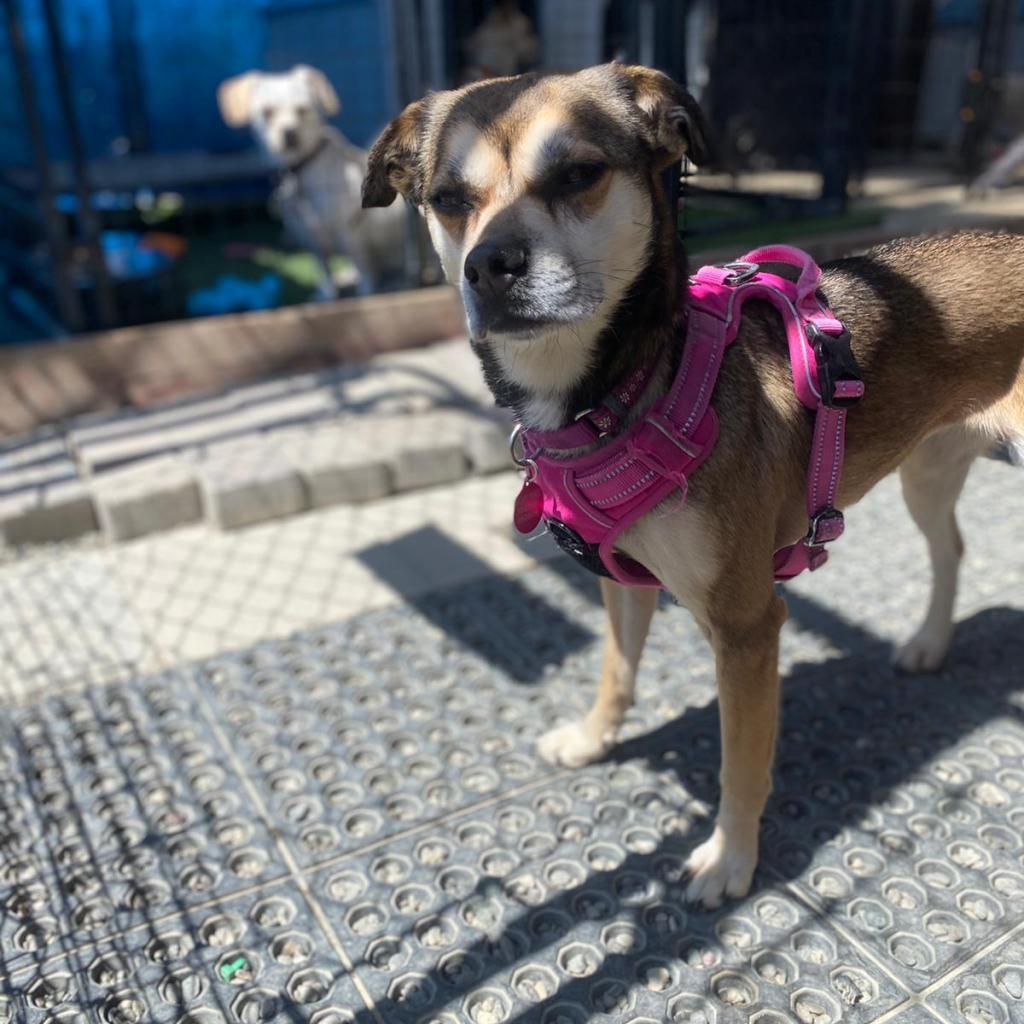 Sally May, an adoptable Chihuahua in San Pablo, CA, 94803 | Photo Image 6