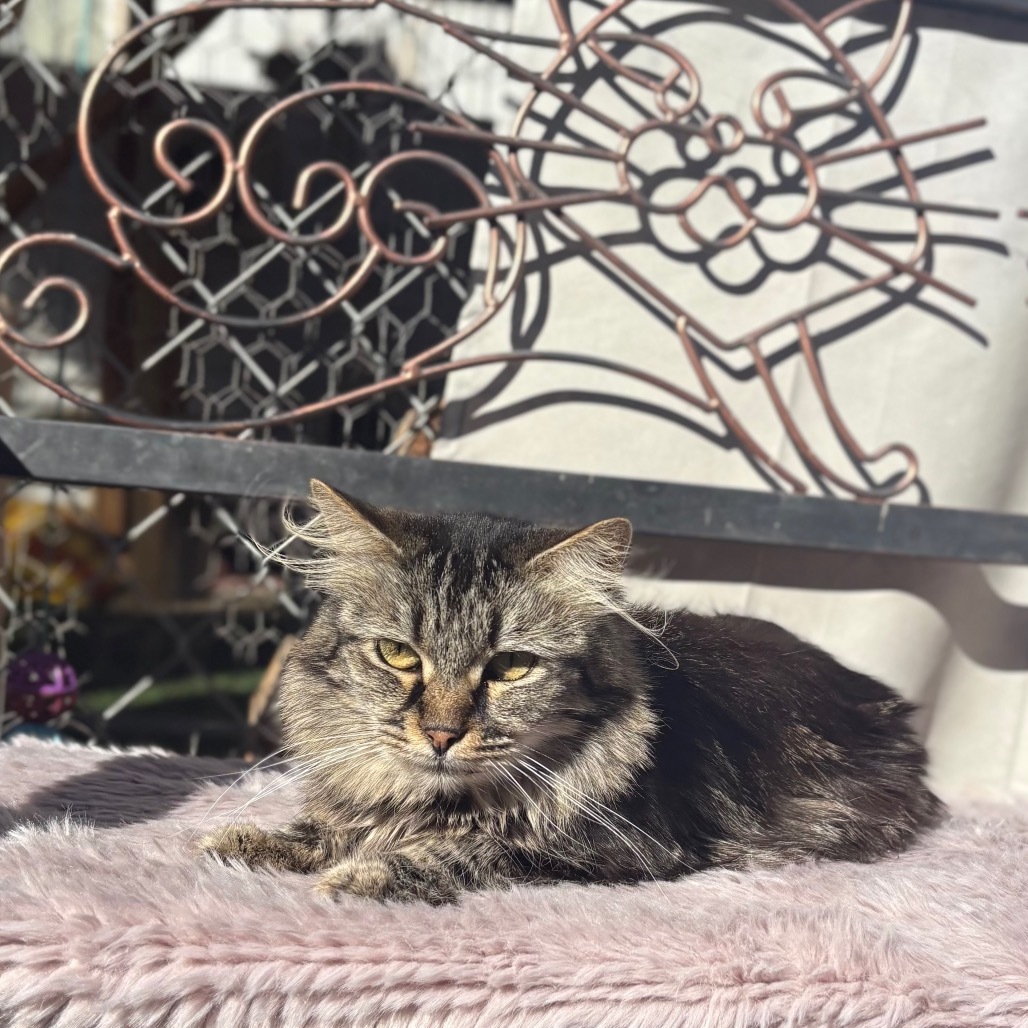 CleoCatra "Cleo", an adoptable Domestic Medium Hair in San Pablo, CA, 94803 | Photo Image 1