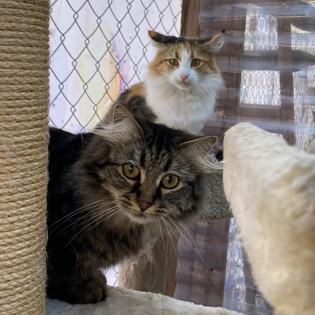 CleoCatra "Cleo", an adoptable Domestic Medium Hair in San Pablo, CA, 94803 | Photo Image 2