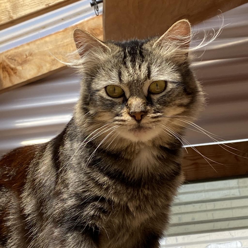 CleoCatra "Cleo", an adoptable Domestic Medium Hair in San Pablo, CA, 94803 | Photo Image 2