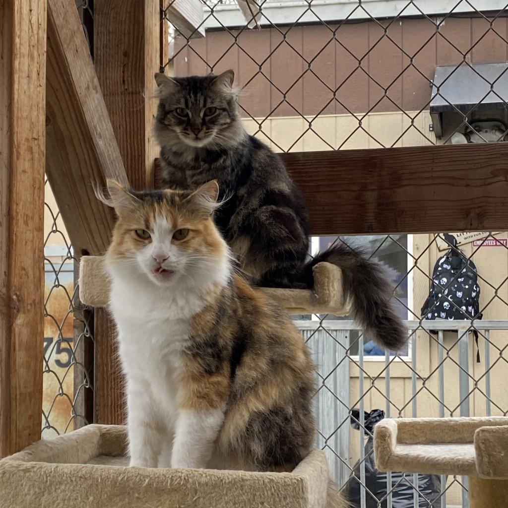 CleoCatra "Cleo", an adoptable Domestic Medium Hair in San Pablo, CA, 94803 | Photo Image 3