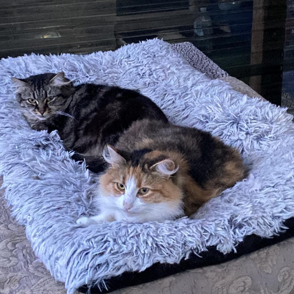 CleoCatra "Cleo", an adoptable Domestic Medium Hair in San Pablo, CA, 94803 | Photo Image 4
