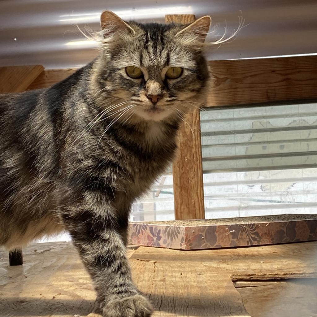 CleoCatra "Cleo", an adoptable Domestic Medium Hair in San Pablo, CA, 94803 | Photo Image 6