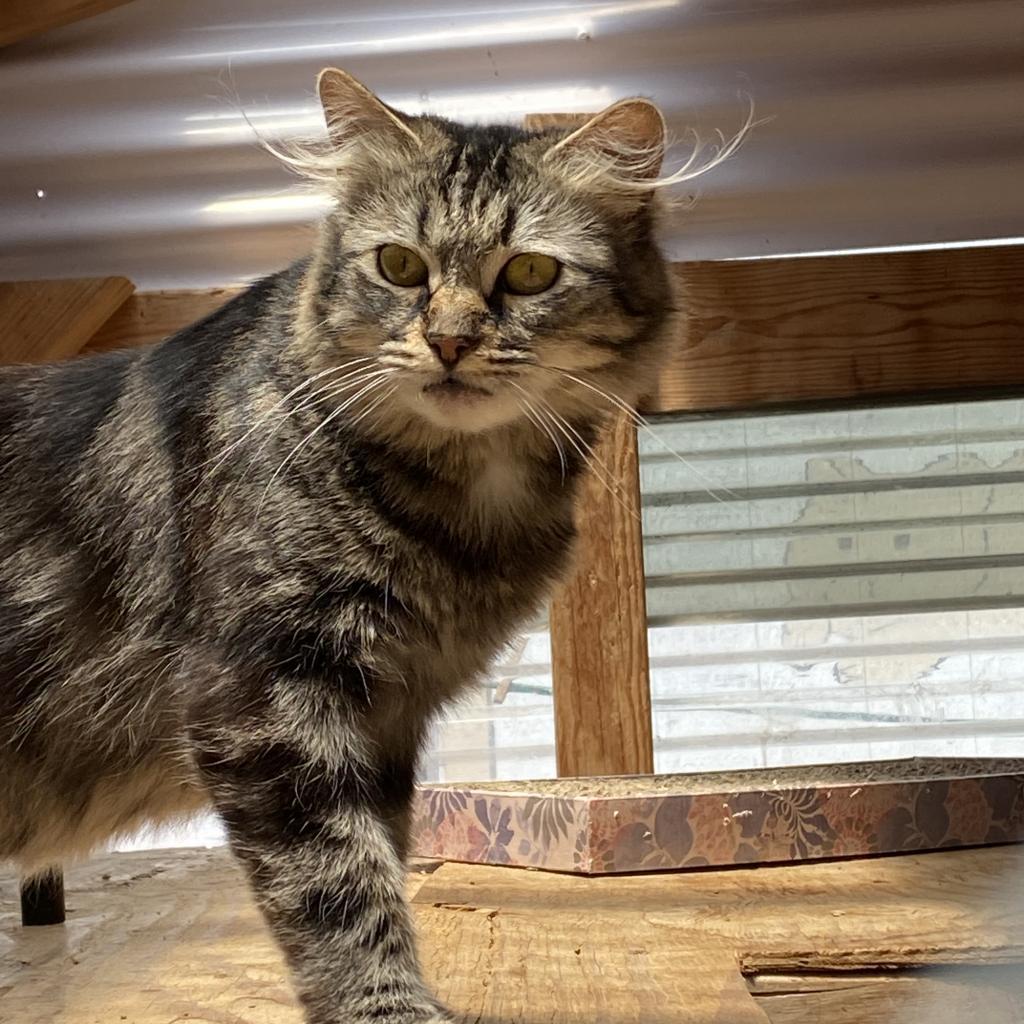 CleoCatra "Cleo", an adoptable Domestic Medium Hair in San Pablo, CA, 94803 | Photo Image 6