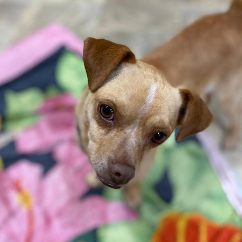 Summit, an adoptable Chihuahua, Pug in San Pablo, CA, 94803 | Photo Image 3