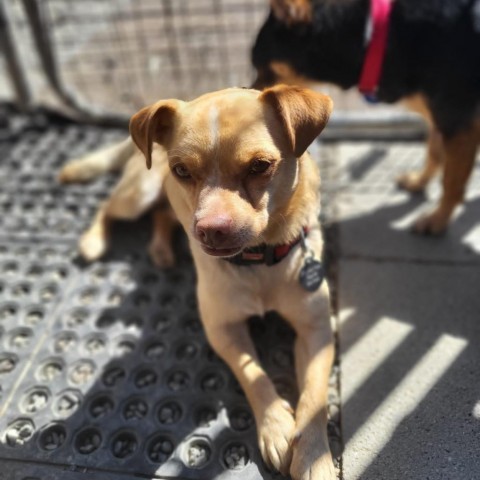 Summit, an adoptable Chihuahua, Pug in San Pablo, CA, 94803 | Photo Image 6