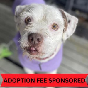Kirby David, Senior Male Wirehaired Terrier