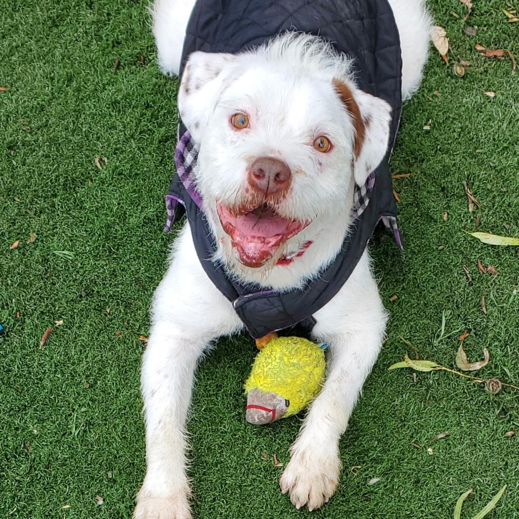 Kirby David, an adoptable Wirehaired Terrier in San Pablo, CA, 94803 | Photo Image 3