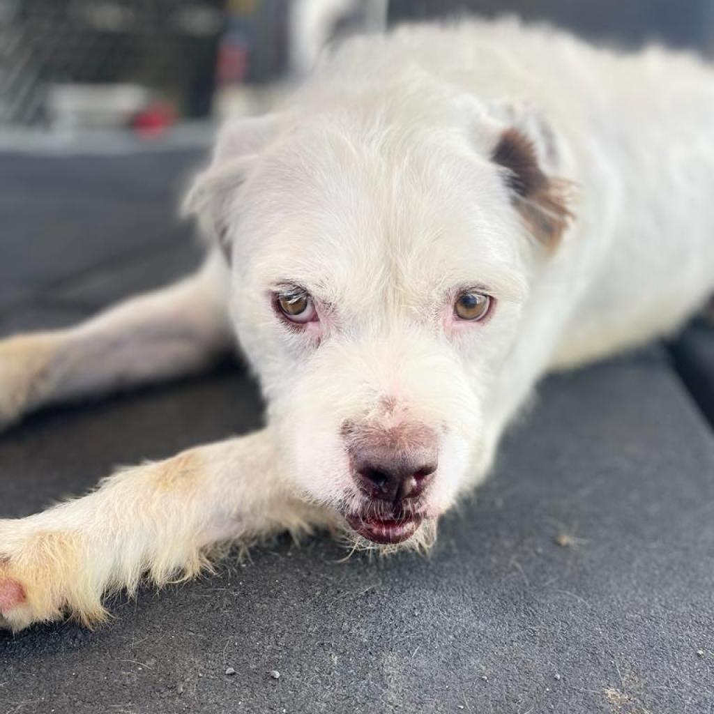 Kirby David, an adoptable Wirehaired Terrier in San Pablo, CA, 94803 | Photo Image 5